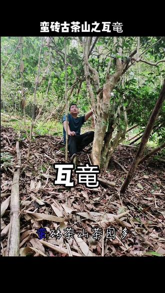 #瓦竜古树茶 #四大茶山在彝乡 #蛮砖 #象明彝族乡 #爱喝茶的关注我 @丰雨丽人 @古六大茶山瓦竜茶农杨氏 #茶人茶事茶生活