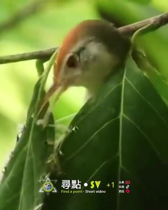 鸟类里的建筑师(缝叶莺)
在鸟的王国中,缝叶莺以独特的筑巢本领而闻名于世。它主要生活在亚洲的南部和东南部,是我国云南、广西、广东、海南、福建等地方山林中的常见鸟。它身体小巧玲珑,嘴尖脚细,性情活泼,十分逗人喜爱。
缝叶莺筑巢的方法很特殊,它会选用一些大型叶植物,如芭蕉、野牡丹、葡萄藤等的叶片作材料,先用锐利的尖嘴在叶缘1-2厘米的地方啄出一排排的小孔,然后用细草茎、蜘蛛丝或野蚕丝作“线”,把自己的尖嘴当“针”,将“线”从小孔中穿过,把叶片缝合起来。每缝一针,缝叶莺还会把“线”打一个结,以防松脱。经过一阵忙碌,巧嘴的缝叶莺就可将几张叶片缝制成一个囊袋。之后,它会把一些嫩枝、草梗铺在囊袋的底部作巢基,然后再垫上柔软的细草、植物纤维、棉絮和兽毛等,一个美丽、舒适、耐用的小“房屋”就建好了。