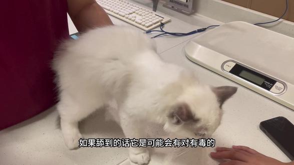 第一针疫苗➕体外驱虫详解~#萌宠vlog日常 #记录猫咪日常 #布偶猫