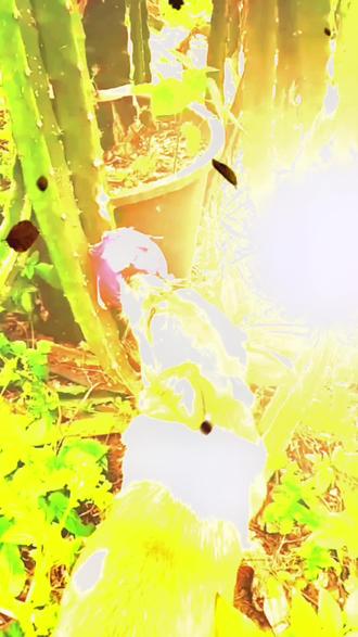 生活艰难,狗改吃水果了#动物的迷惑行为 #生活中那些可可爱爱的瞬间