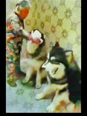 窝窝是哪家公司的 70c8629070044eae8cbc154f0d50247b~tplv-dy-resize-origshort-autoq-75:330.jpeg?x-expires=1994104800&x-signature=Fy%2FxtdoORtM7U81qCpeoWa2NLMs%3D&from=3213915784&s=PackSourceEnum_AWEME_DETAIL&se=false&sc=cover&biz_tag=pcweb_cover&l=021678746613092fdbddc0100020102e2456ac2e000004b5cad48