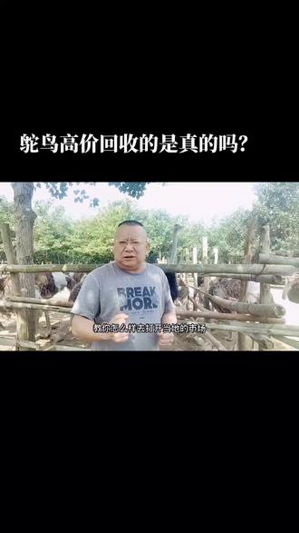 不要幻想着靠高价回收赚钱,超出市场行情很多的回收,都是骗局无一例外#乡村守护人 #三农 #我的乡村生活 #传递正能量 #鸵鸟苗 #乡村振兴dou行动 @热点小助手
