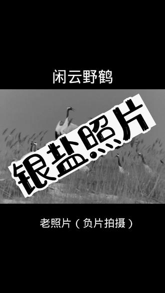 #上热门 闲云野鹤比喻无牵无挂,来去自由的人。#人与自然和谐共处