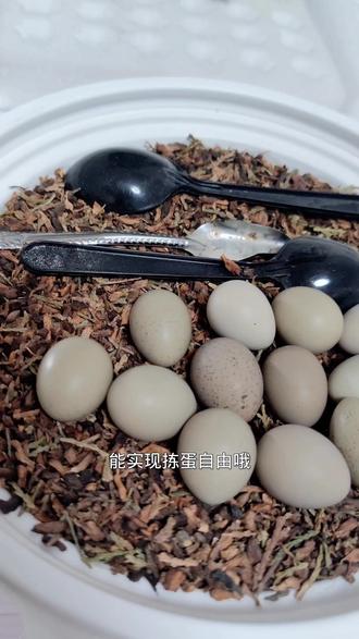 #芦丁鸡 芦丁鸡可以观赏 吃的还少 营养够的话基本一天一个蛋拣蛋给家里人吃 很有营养 一只只有五十克重 适合室内养的宠物鸡