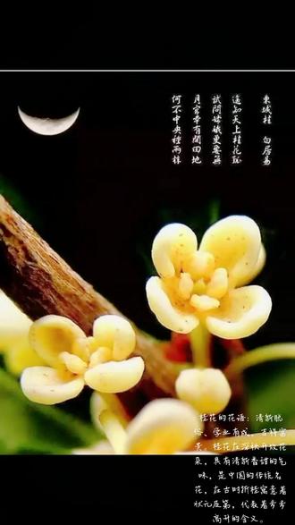 桂花飘香:富贵吉祥、步步高升
#一花一草一世界 #养花修心