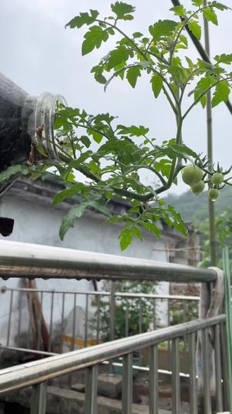 悬崖油桶种西红柿