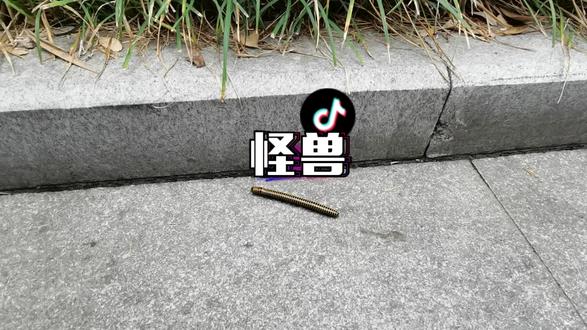 史前巨兽,我想搜一下这个虫子叫什么名字,竟然不知道用哪个软件。好不容易想起来淘宝,竟然告诉我是螺丝钉😅😅