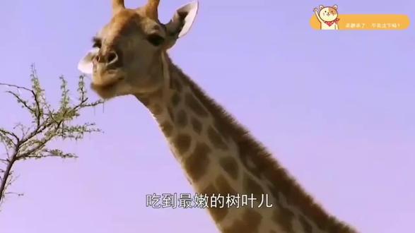 天空突下暴雨,长颈鹿纷纷躲进屋檐避雨,网友:躲了个寂寞呀!