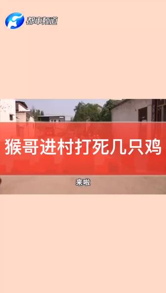 开封一村庄来了俩“猴哥”,偷石榴摘花生,还玩死几只鸡!