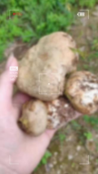 野生菌之油麻菌(马屁包),加辣椒、五花肉爆炒味道好极了