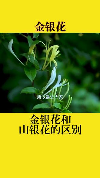 金银花和山银花,你更喜欢那个?
#一日一植物 #益母草 #三农 #大山里的原生态#知识分享