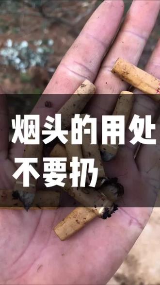 #带你看三农 #农村 种果树的朋友这个方法用过没有?效果非常好,一个烟头可能就是挽救一个果农一年的收入,双击
