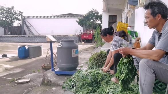 端午节,用正午水做百草酵素和风湿酵素 #新农人计划2022 #乡村振兴 #农村生活 #三农 #记录真实生活 @DOU+小助手