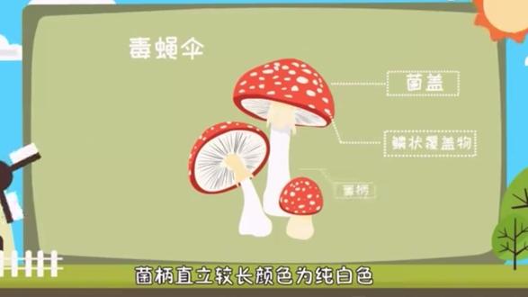 红伞伞白杆杆到底是什么神秘植物?吃完能一起躺板板?#红伞伞白杆杆