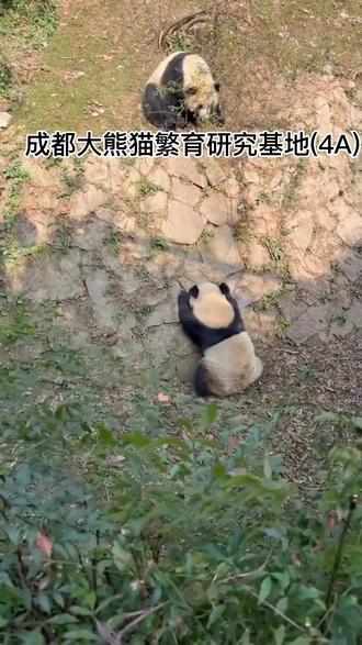 #旅行大玩家成都大熊猫繁育研究基地(4A)上抖音团购了点击左下角定位进去看看吧!#国庆出游攻略
