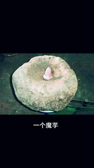 好吃不胖的魔芋是怎么做成的~
