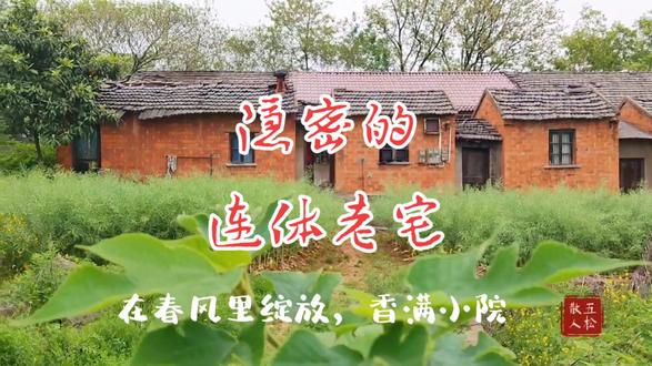 隐密的连体老宅,有谁知道它的过去现状吗?#美好安徽dou起来 #铜陵 #西联镇 #民居#发现