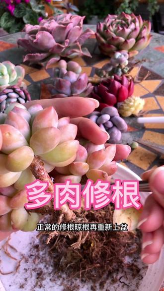 新手养多肉教程《如何修根凉根》#多肉养护小技巧 #多肉植物 #多肉修根