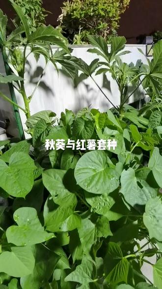 阳台种植秋葵,我尝试与红薯套种,效果不错,双丰收!