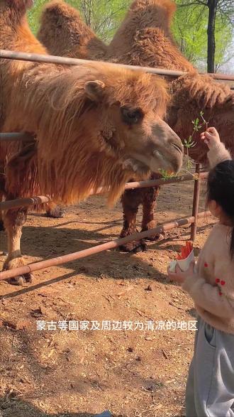 想更全面的了解骆驼吗,快来佳乡田园吧#骆驼 #佳乡田园
