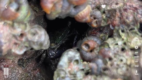厦门的沙滩真的有贝壳🐚、螃蟹🦀️、小虾、小桂鱼捡,捡不完捡不完,压根捡不完#户外赶海抓海鲜