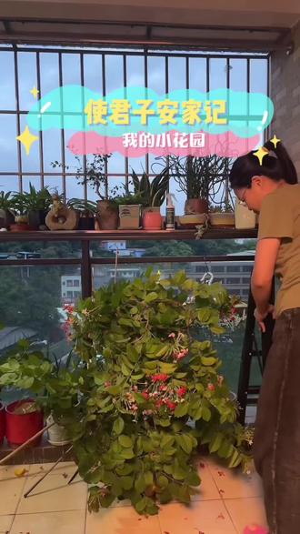 从黄昏忙到天黑
香气扑鼻的使君子
终于妖娆的安家在我的阳台上了
#生活是一种态度 #记录真实生活 #治愈系 #一花一草一世界