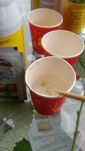 远克组合再加香芹酚就是这么牛,让茶园一月无虫,茶叶长得好