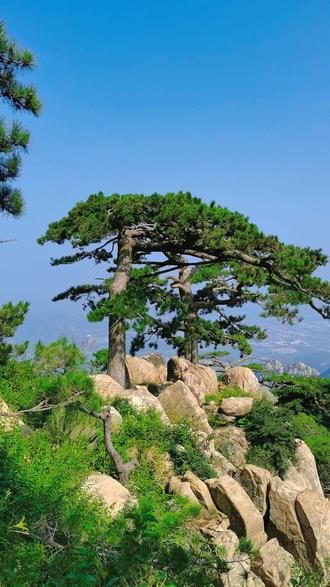 雨中姊妹松#泰山#人间仙境美如画 #山东生活日记 #迎客松 - 抖音