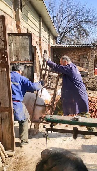 不爱吃猪肉的我 看见这一幕心里难受的 感觉人才是最残忍的