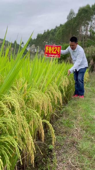 野香优2号,分蘖好,有效穗多,结实率高,稳产,熟期好,有效规避寒露风#稻田风光 #抖音助农 #乡村味道 #农业 #丰收的季节 #乡村振兴dou行动 #粒粒皆辛苦 #产品展示 #香稻 #振兴乡村 #三农 #田园生活 #三农 #香米 #水稻种植 #农业种植 #优质农产品 #现代农业