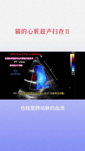 猫的心脏超声扫查#宠物B超 #超声影像 #宠物医生 #宠物医院 #心脏彩超