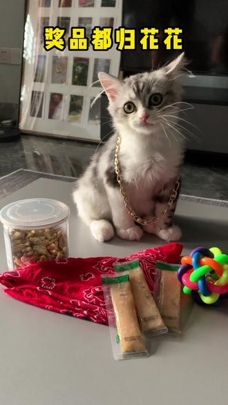 #萌宠出道计划 #中秋猫咪的#中秋博饼大赛来啦~论铲屎官能有多偏心