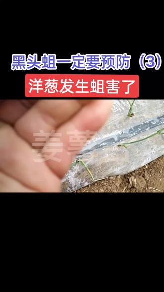洋葱发生黑头蛆了
黑头蛆一定要预防
#病虫害防治 #农业技术推广 #田间地头走一走 #洋葱蛆#大蒜蛆