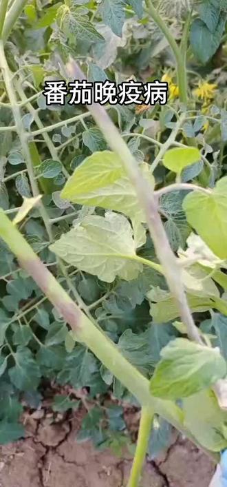 6号+烯酰吗林+丁子香芹酚再+个灰霉病的药 (腐霉利)