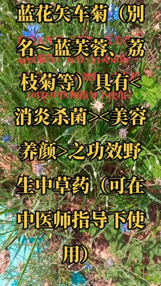 #上热门话题5000亿流量第一名 #蓝花矢车菊(别名~蓝芙蓉、荔枝菊等)具有<消炎杀菌><美容养颜>之功效野生中草药(可在中医师指导下使用)
