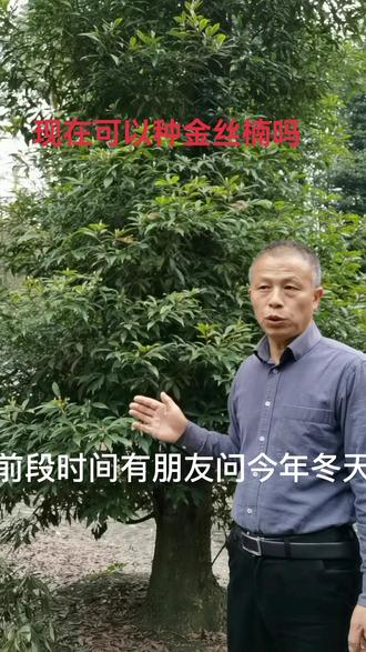 南方地区冬可以种植金丝楠木树吗?#四川小叶金丝楠木树#金丝楠 #珍稀名贵树@chuannan666