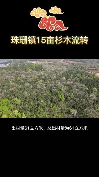 新余市渝水区珠珊镇15亩杉木流转,欢迎咨询#三农 #抖音助农 #农业种植