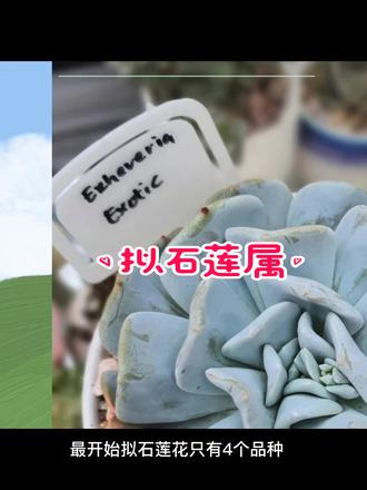 #有趣的多肉植物史:1.拟石莲属的拉丁学名(Echeveria)竟然来自于人名#拟石莲属 #石莲花属