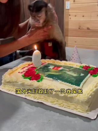 𝑱𝒘一孤小棉狼🐺