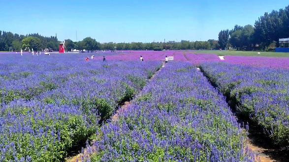 美丽的薰衣草花海_北京紫谷伊甸园 #花海遇见你 #旅行推荐官