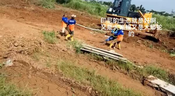 前不久抓到一条大蜥蜴,今天又抓到一条大蟒蛇,印尼这个国家总能给我惊喜😪