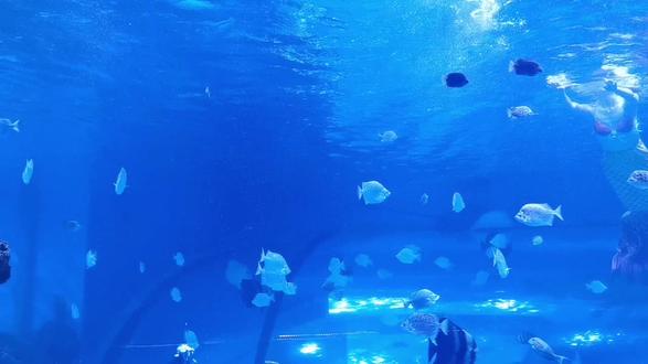 美人鱼表演#美人鱼表演 😀