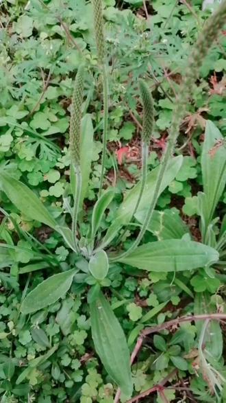 这种中药叫白美车前草,他的作用是,利尿,清热,明目,祛痰,泡水喝,