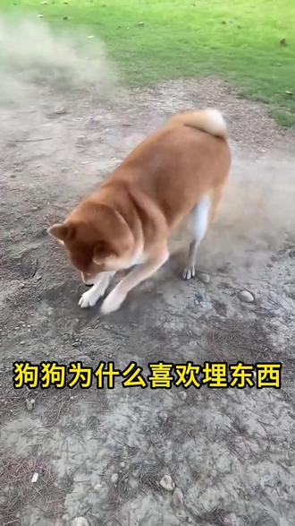 狗狗为什么喜欢埋东西,你家狗子有这种现象吗?#宠物知识 #狗埋东西 #狗狗日常 #萌宠