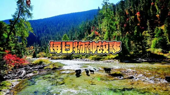 #萌知计划每日物种故事|冠斑犀鸟:离婚?不可能!我们要的是一生一世#神奇动物在抖音 #科普一下 #知识科普 #大自然 @抖音青少年百科 @抖音青少年