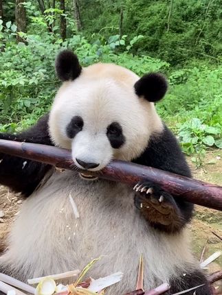 熊猫的慢生活