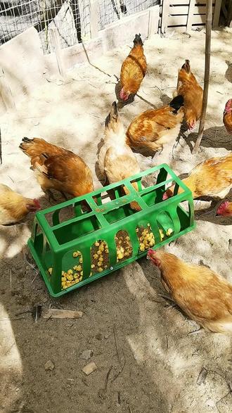 #养殖工具 #抖音助农 #农民好帮手 鸡鸭鹅喂食槽,简单方便实用