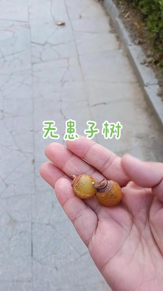 来淮安这么多年,今年才知道身边有这种树,经济树种,可以卖钱哈!👍👍👍#散步随拍 #无患子树