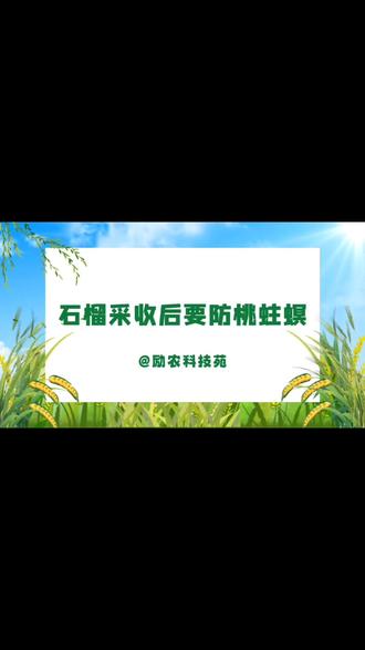 石榴采收后要防桃蛀螟#桃蛀螟 #虫害防治 #石榴种植