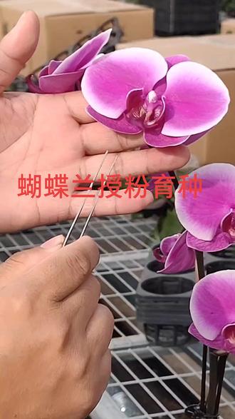 蝴蝶兰授粉成功后会长出果荚,您涨知识了吗?#蝴蝶兰 @DOU+小助手 #育种